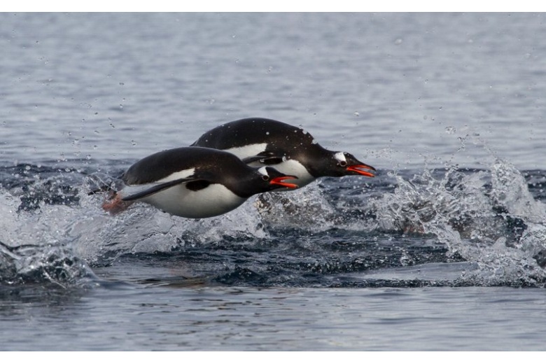 pinguins jumping on to the sea